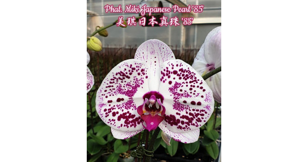 Орхiдея Phal. Miki Japanese Pearl 85 1,7 - купити, доставка Україна